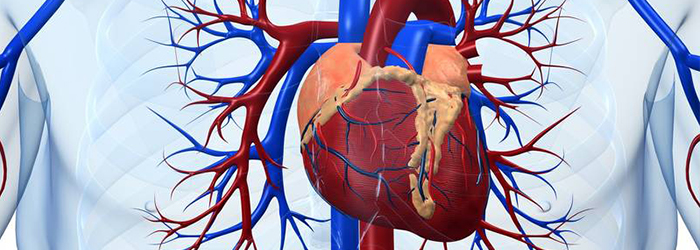 kalp sağlığı temelleri